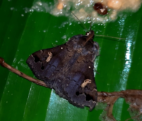 Género Strathocles · iNaturalist Mexico