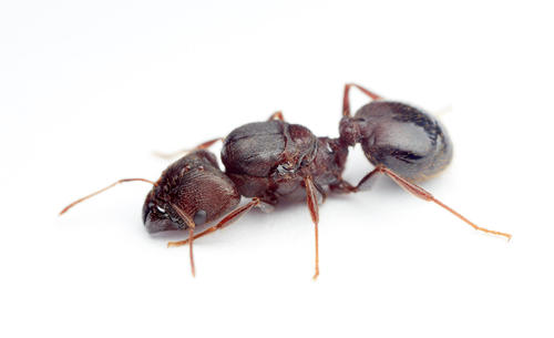 Pheidole crassinoda