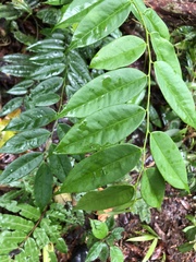 Phyllanthus skutchii image