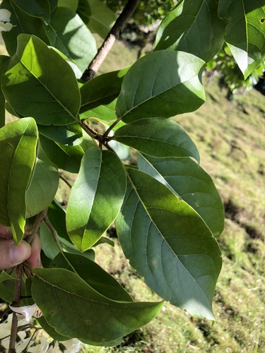 Cordia megalantha - Whole tree