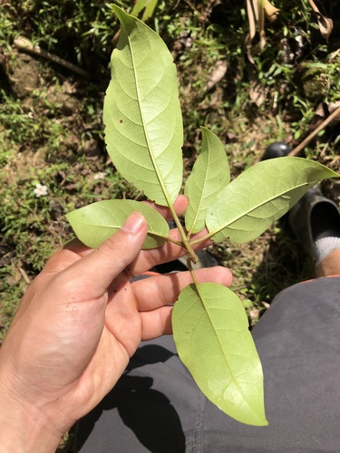 Cordia megalantha - Leaves