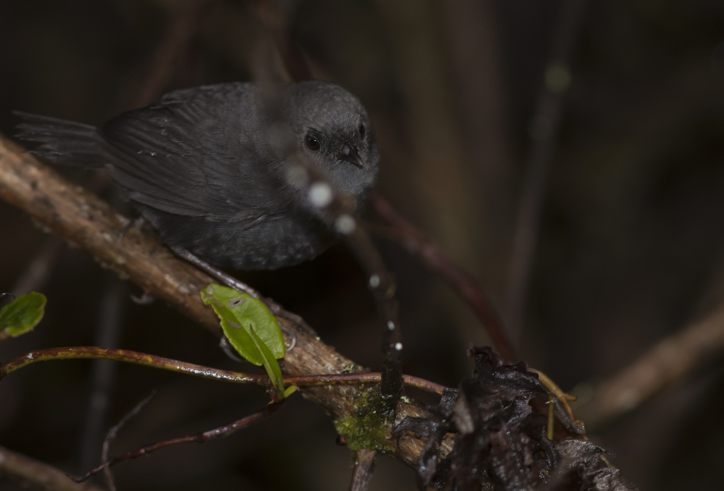 Paramillo Tapaculo photo