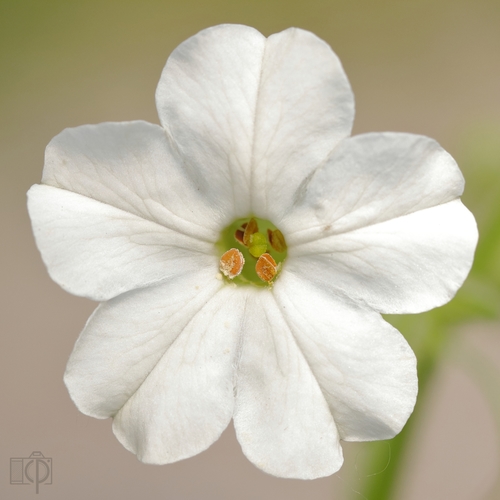 manyflower tobacco (Nicotiana acuminata)