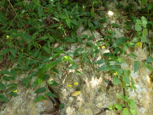 Clinging Aneilema
