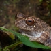Dutta's Bubble-nest Frog - Photo (c) Jithesh Pai, all rights reserved, uploaded by Jithesh Pai