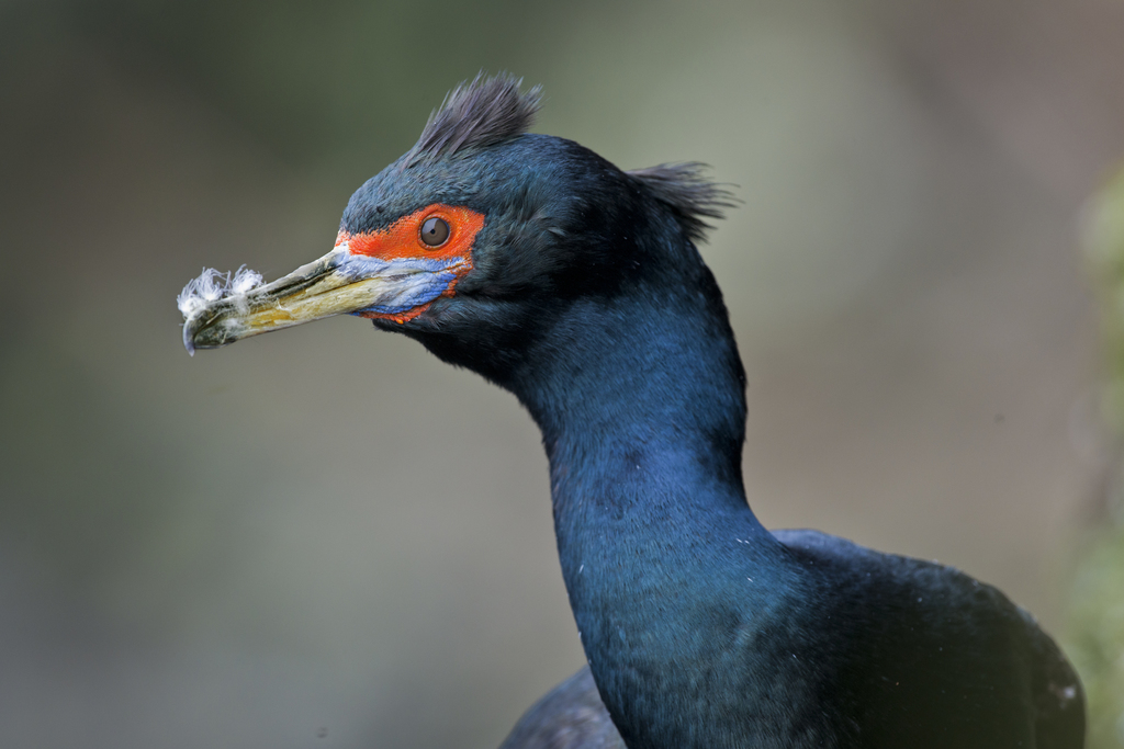 Red-faced Cormorant photo