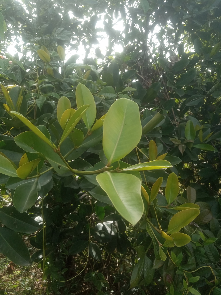 Garcinia spicata (Garcinia spicata)