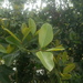 Garcinia spicata - Photo (c) Vinod Shankar, all rights reserved, uploaded by Vinod Shankar