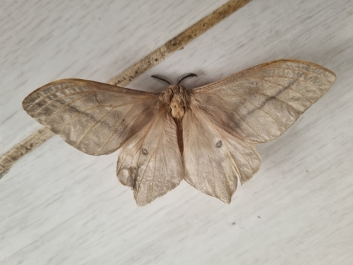 Pallid Emperor
