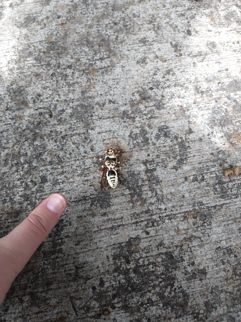 Eastern Cicada-killer Wasp from Town Center, GA, USA on September 22 ...