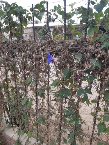 oceanblue morning glory