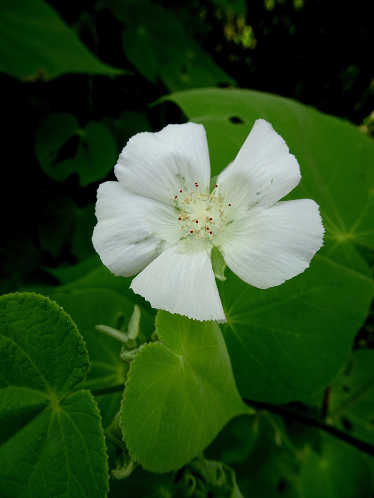 Malva blanca