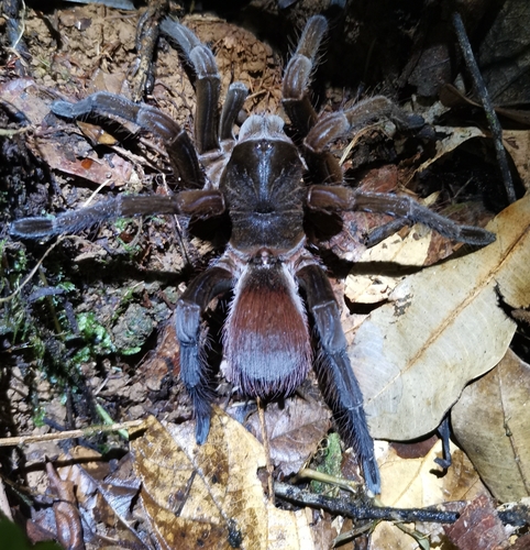 Sericopelma upala