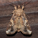 Fall Armyworm Moth - Photo (c) becksnyc, all rights reserved, uploaded by becksnyc