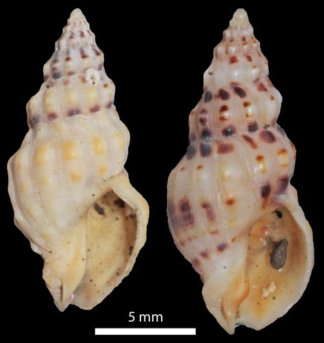 Pascula citrica