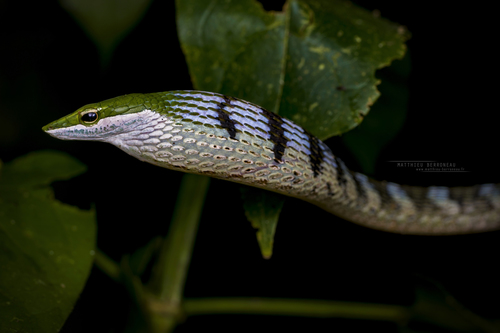 Bird Snake
