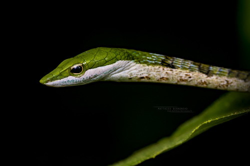 Bird Snake