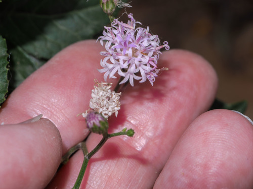 Vernonanthura amplexicaulis