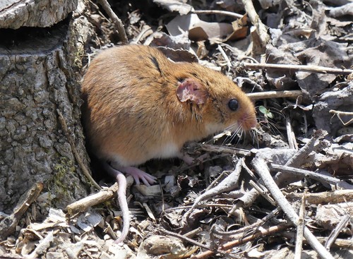 Golden Mouse