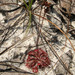 Drosera spatulata bakoensis - Photo (c) fotosynthesys, kaikki oikeudet pidätetään