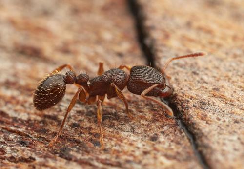 Tetramorium erectumTetramorium erectum