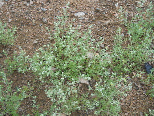 fringed sagebrush
