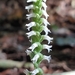 Oval Ladies' Tresses - Photo (c) Jonathan Schnurr, all rights reserved, uploaded by Jonathan Schnurr