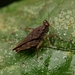 Bolotettix planus - Photo (c) Chien Lee, all rights reserved, uploaded by Chien Lee