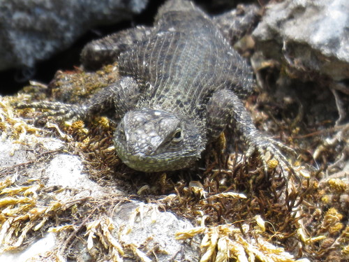 Guatemalan Emerald Spiny Lizard