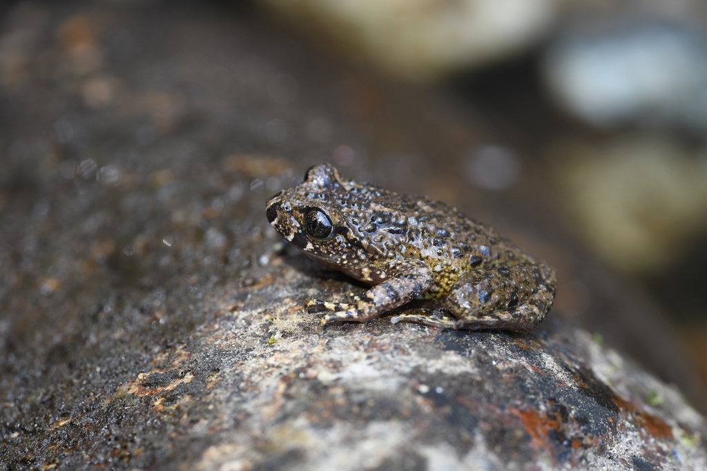 Warty Toothed Toad