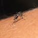 Aedes cretinus - Photo (c) Konstantinos Kalaentzis, todos los derechos reservados, subido por Konstantinos Kalaentzis