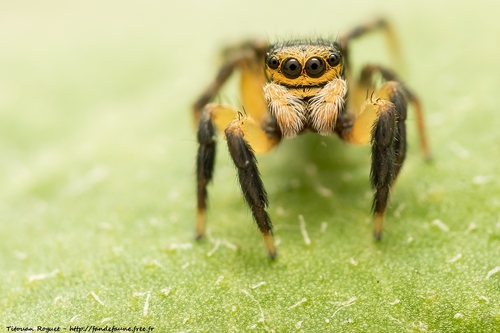 Euophrys sulphurea