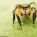 Euophrys sulphurea - Photo (c) Titouan Roguet, all rights reserved, uploaded by Titouan Roguet