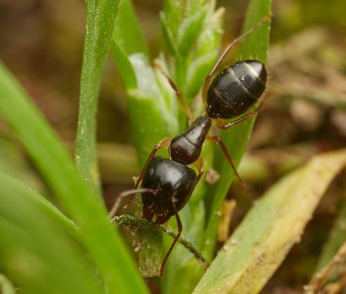 Camponotus bertoloniiCamponotus bertolonii