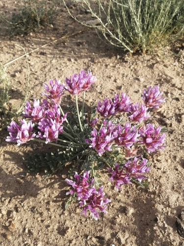 wild onion gobi desert