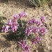 Astragalus ochrias - Photo (c) nyambayar nyamjantsan, όλα τα δικαιώματα διατηρούνται, uploaded by nyambayar nyamjantsan