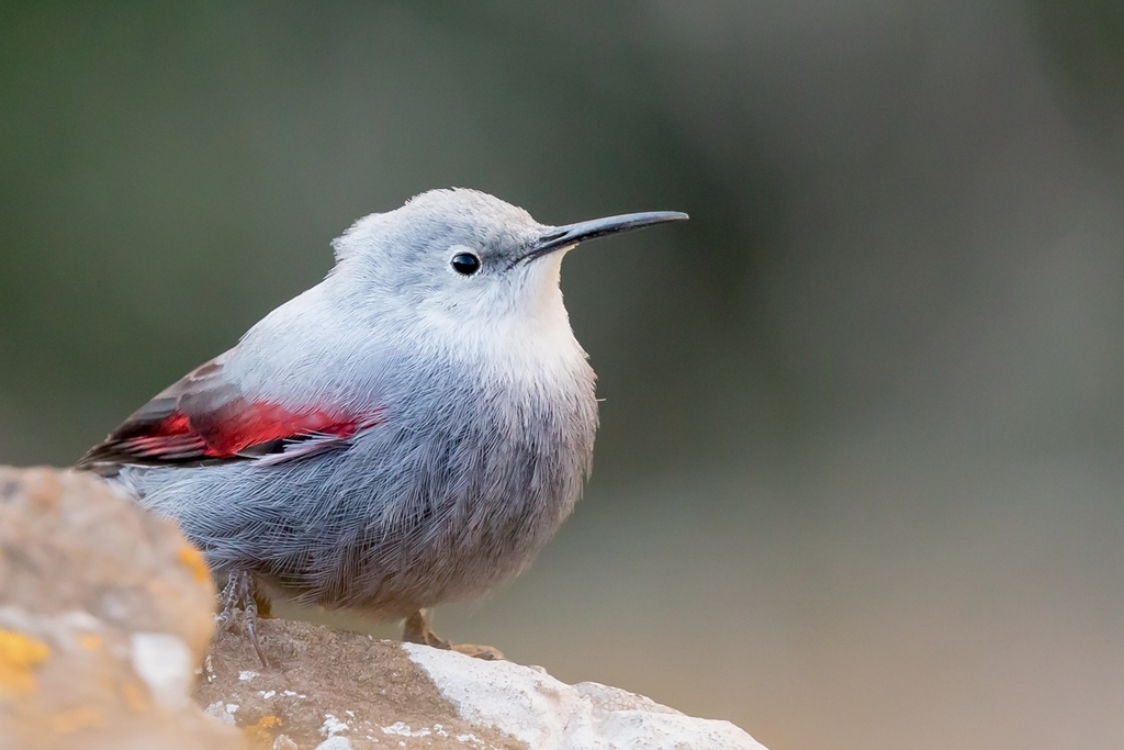 Wallcreeper photo