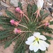 Tufted Evening Primrose - Photo (c) Julie Doggett, all rights reserved, uploaded by Julie Doggett