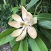 Magnolias, Guanábanas Y Afines - Photo (c) Joshua Smith, todos los derechos reservados, uploaded by Joshua Smith
