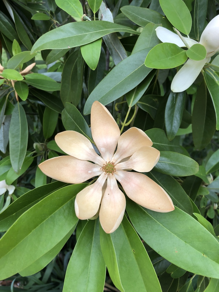 Magnolias (género Magnolia) · NaturaLista Colombia