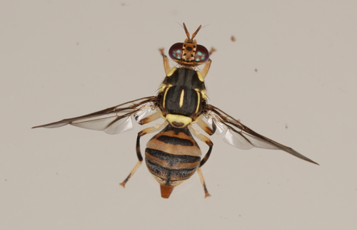 Bactrocera scutellata