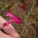 Salvia orbignaei - Photo (c) Ruth Ripley, all rights reserved, uploaded by Ruth Ripley
