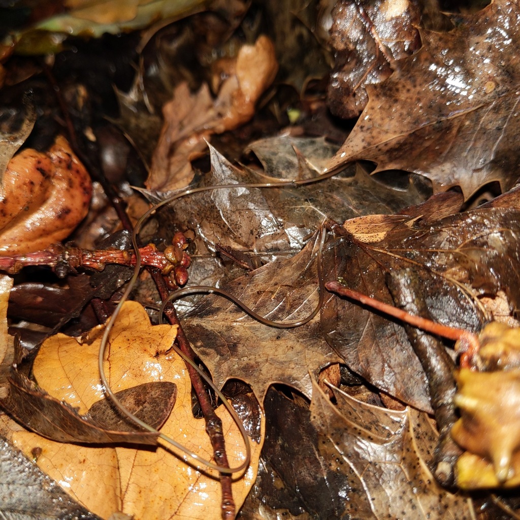 Horsehair Worms from Gloucestershire, UK on September 27, 2021 at 1010
