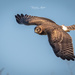 Northern Harrier - Photo (c) rangelillo, all rights reserved, uploaded by rangelillo
