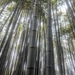 Phyllostachys edulis - Photo (c) Eric Knight, todos los derechos reservados, uploaded by Eric Knight