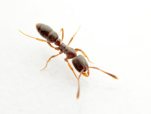 Crypt Ant (Hypoponera eduardi) · iNaturalist