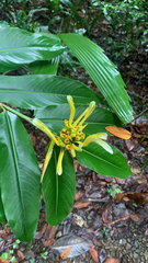 Heliconia longiflora image