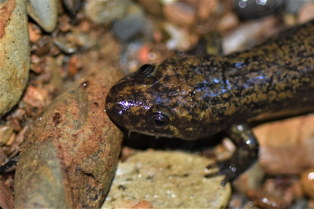 Blue Ridge Blackbelly Salamander from Unicoi County, TN, USA on ...