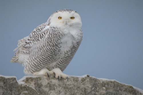 Snowy Owl