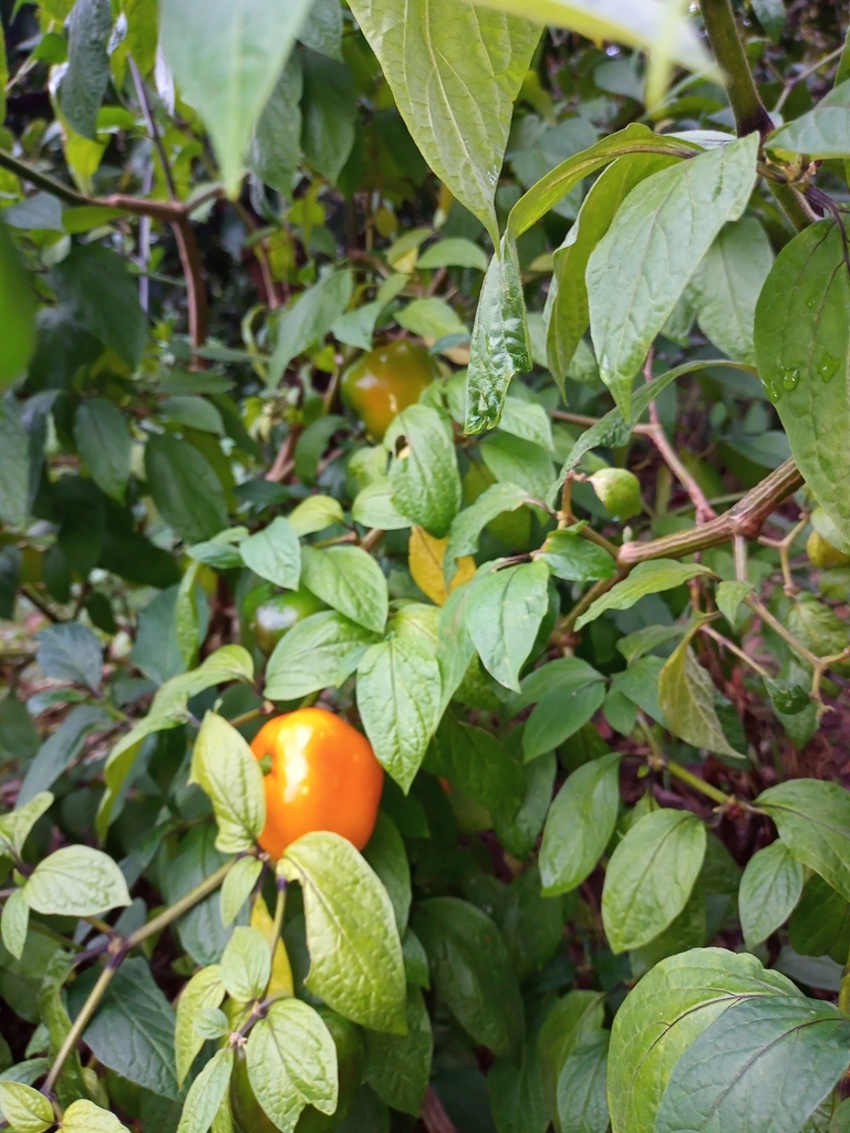 Rocoto Chile Como Se Conoce En Mexico